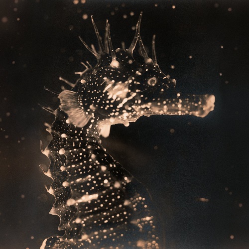 Tender Ender – Black Swan